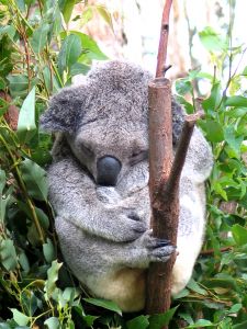 koalas-1-129044-m